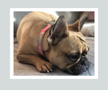 Load image into Gallery viewer, Candy Shop I Collar I Cotton Candy