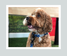 Load image into Gallery viewer, Candy Shop I Collar I Jelly Bean