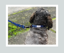 Load image into Gallery viewer, Candy Shop I Collar I Jelly Bean