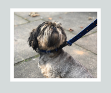 Load image into Gallery viewer, Candy Shop I Collar I Jelly Bean