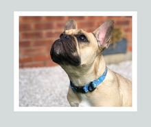 Load image into Gallery viewer, Candy Shop I Collar I Milky Way