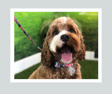 Load image into Gallery viewer, Candy Shop I Collar I Tutti Frutti